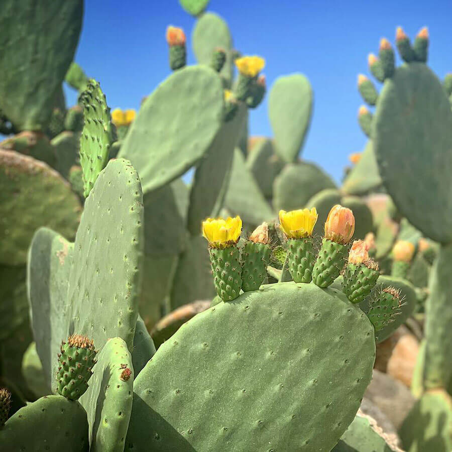 Opuntia ficus