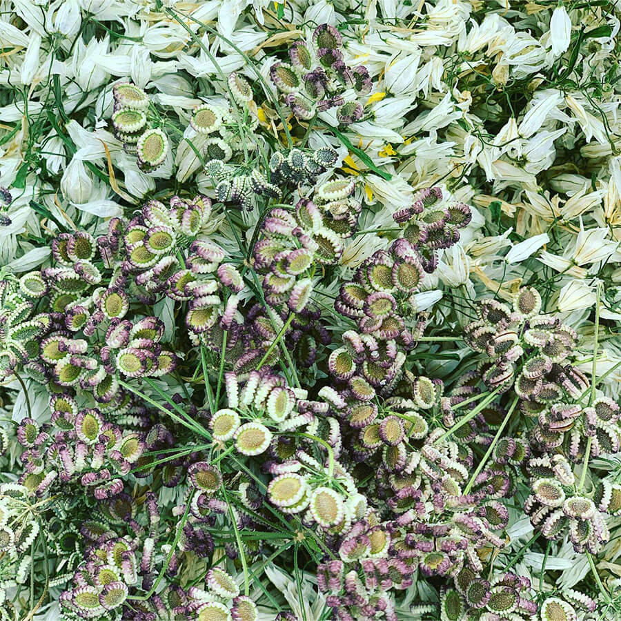 Tordylium apulum e Allium triquetrum