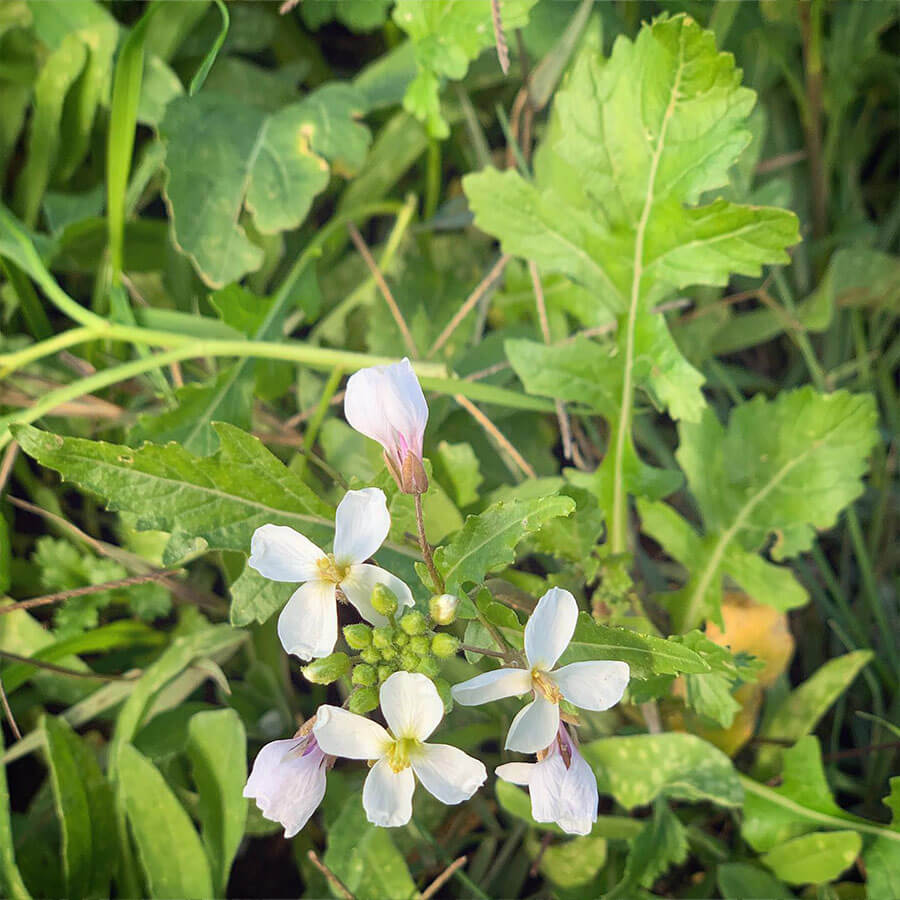 Ruchetta violacea